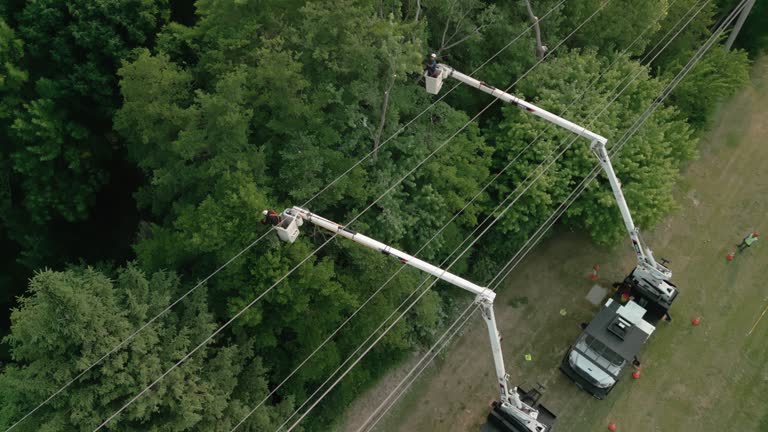 How Our Tree Care Process Works  in University Center, VA